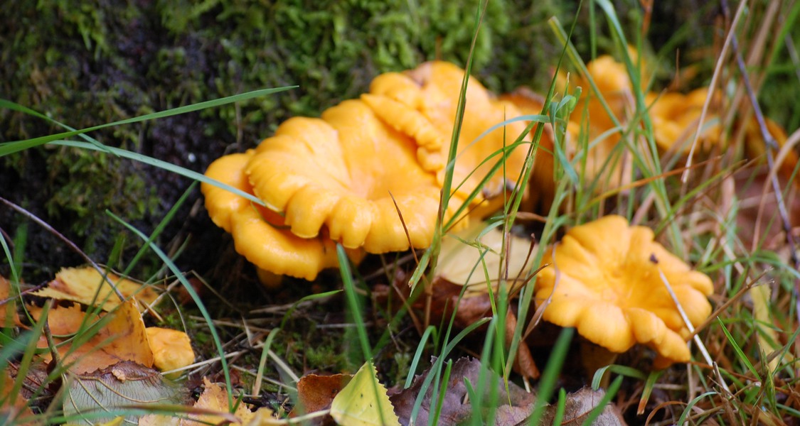 Gula kantareller