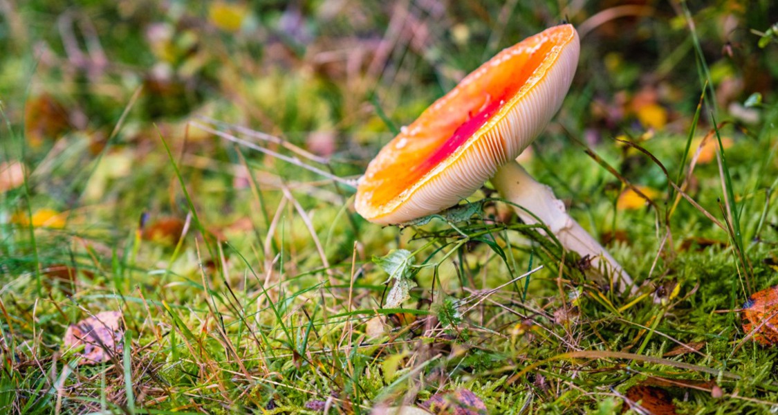 Bild: Röd svamp som tittar upp ur gräset
