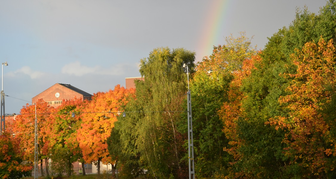 En regnbåge lyser på himlen ovanför en rad träd i höstfärger