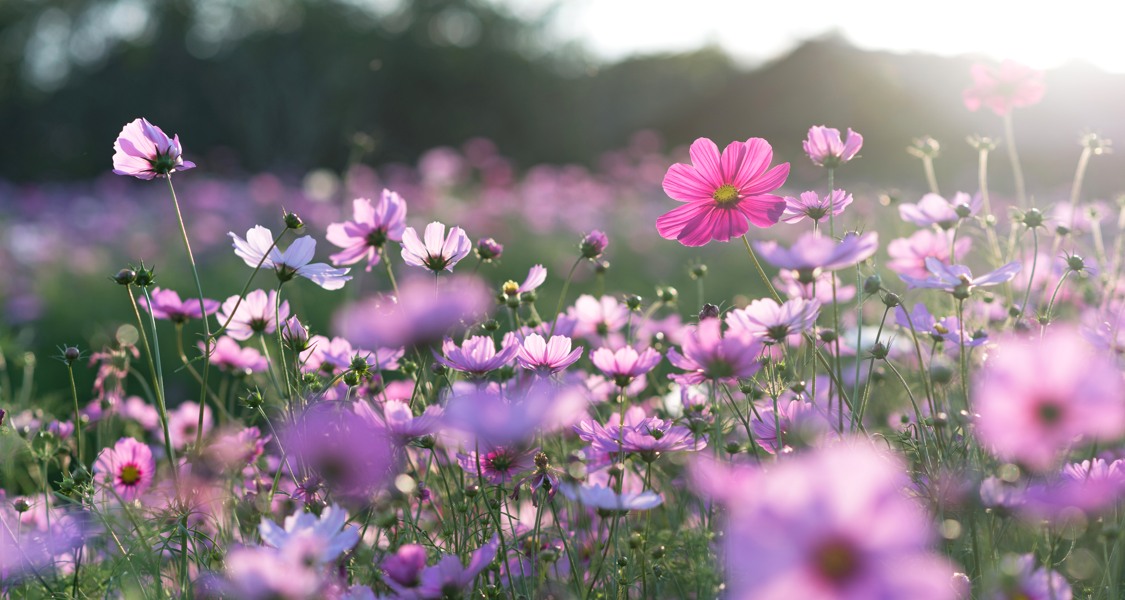 En äng full av lila och vita blommor.