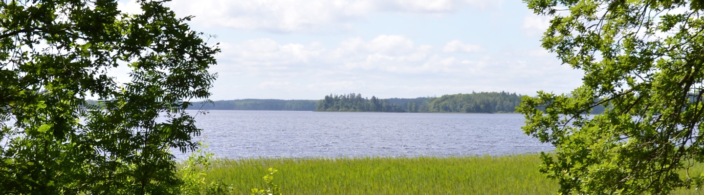 En skymt av en sjö mellan några träd.
