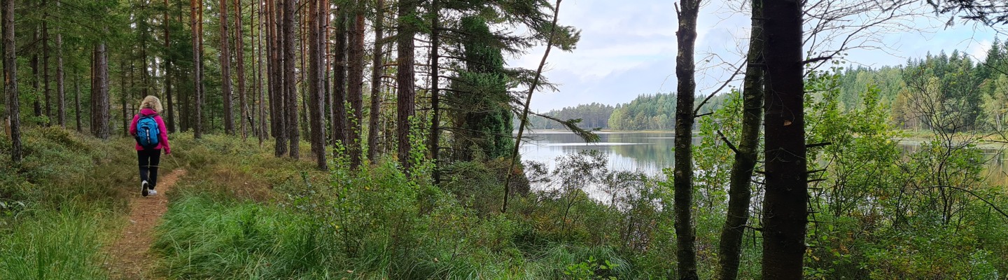 En person som går längs en stig i skogen.