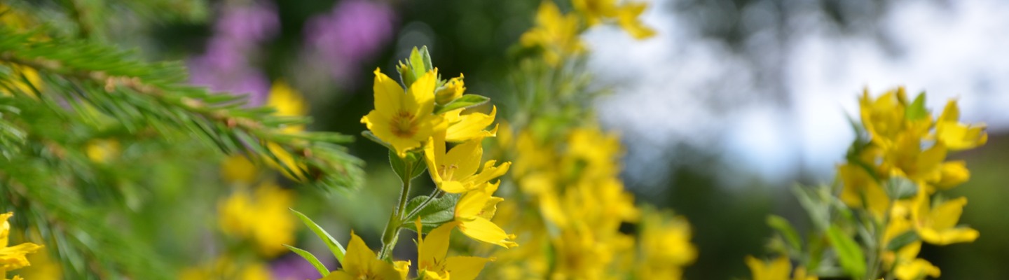 Gula blommor på ett fält.